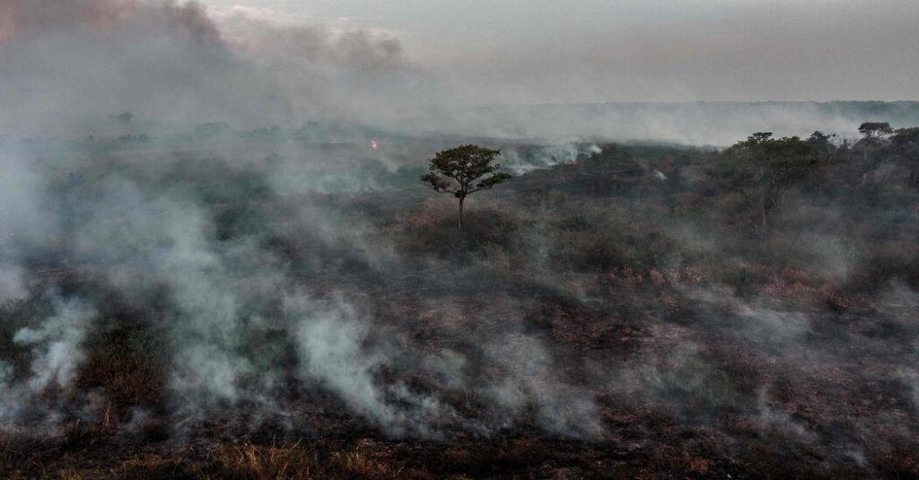 Deforestation remains high, despite COP 26 pledges