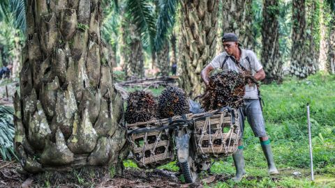 A worker carries fresh palm fruits on his motorcycle at a palm oil farm in Dilisirdang, North Sumatra, Indonesia, March 15, 2022.