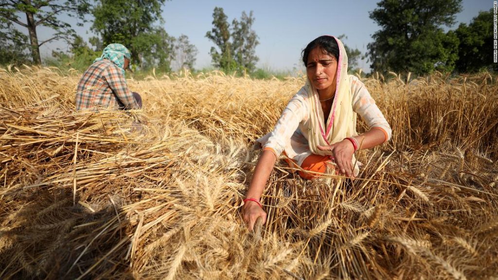 India's wheat export ban: Why I backed away from the offer to help fix the global food crisis