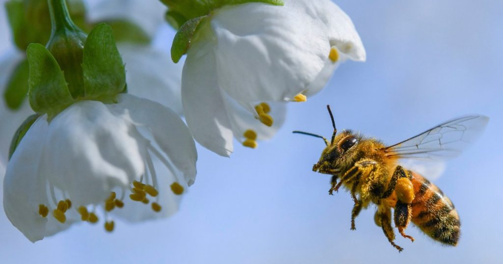 Millions of bees heading to Alaska die after changing itinerary