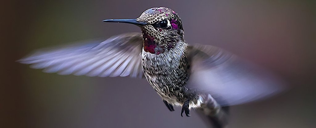 Scientists take hummingbirds up a mountain to see what climate change will do to them