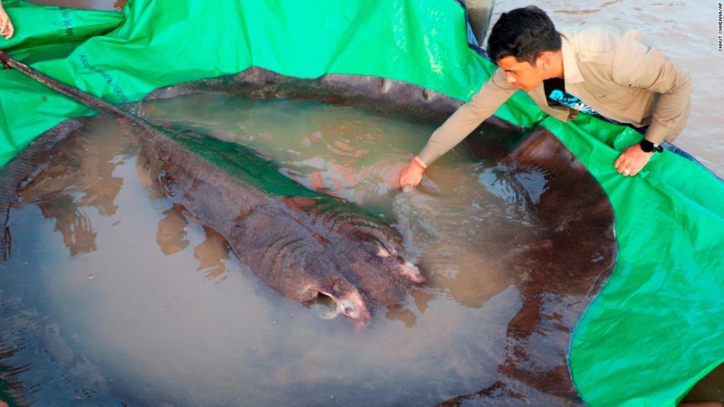 The world's largest freshwater fish, the 660-pound stingray, was caught in Cambodia