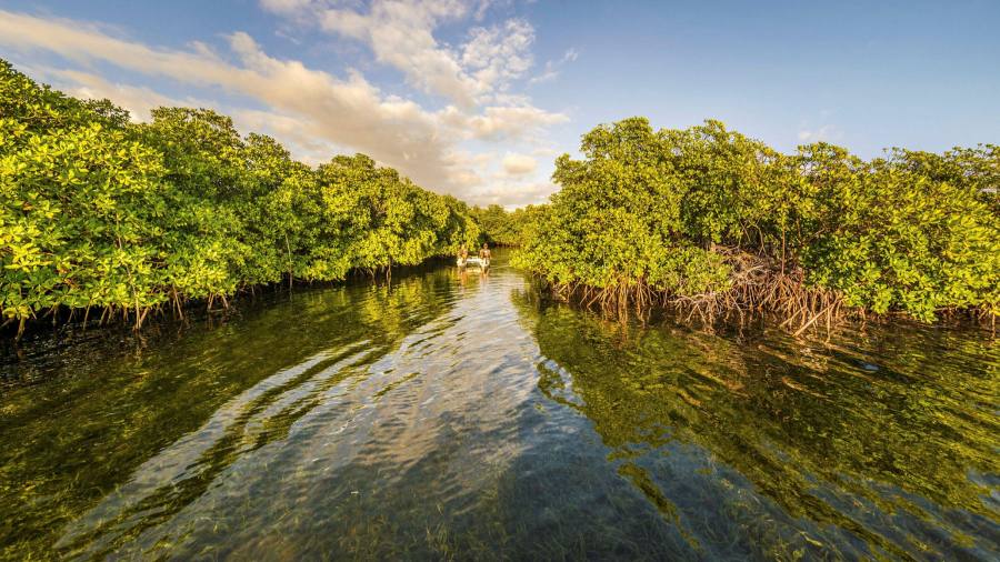 The world's largest bacteria discovered in the Caribbean mangrove swamp