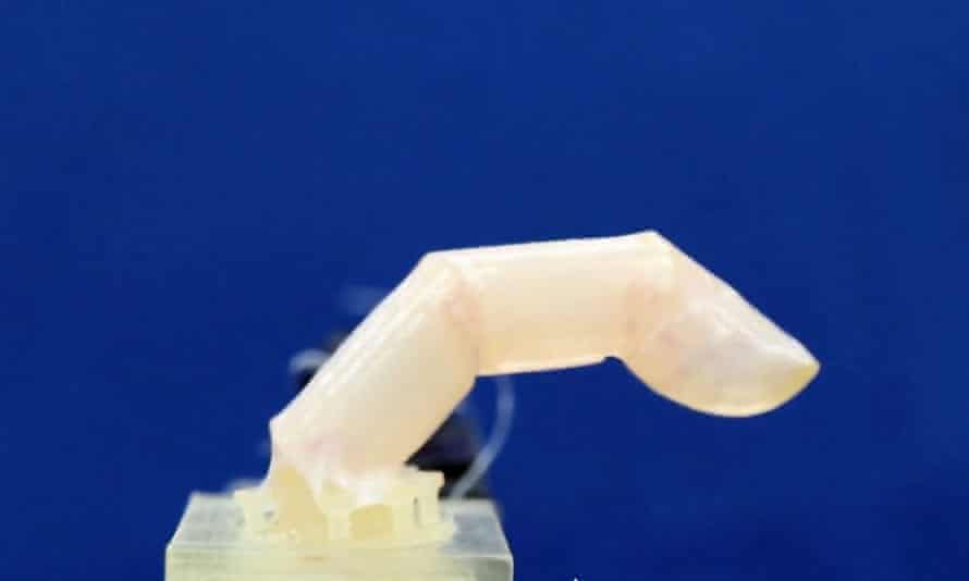 Curved robot finger covered with live skin