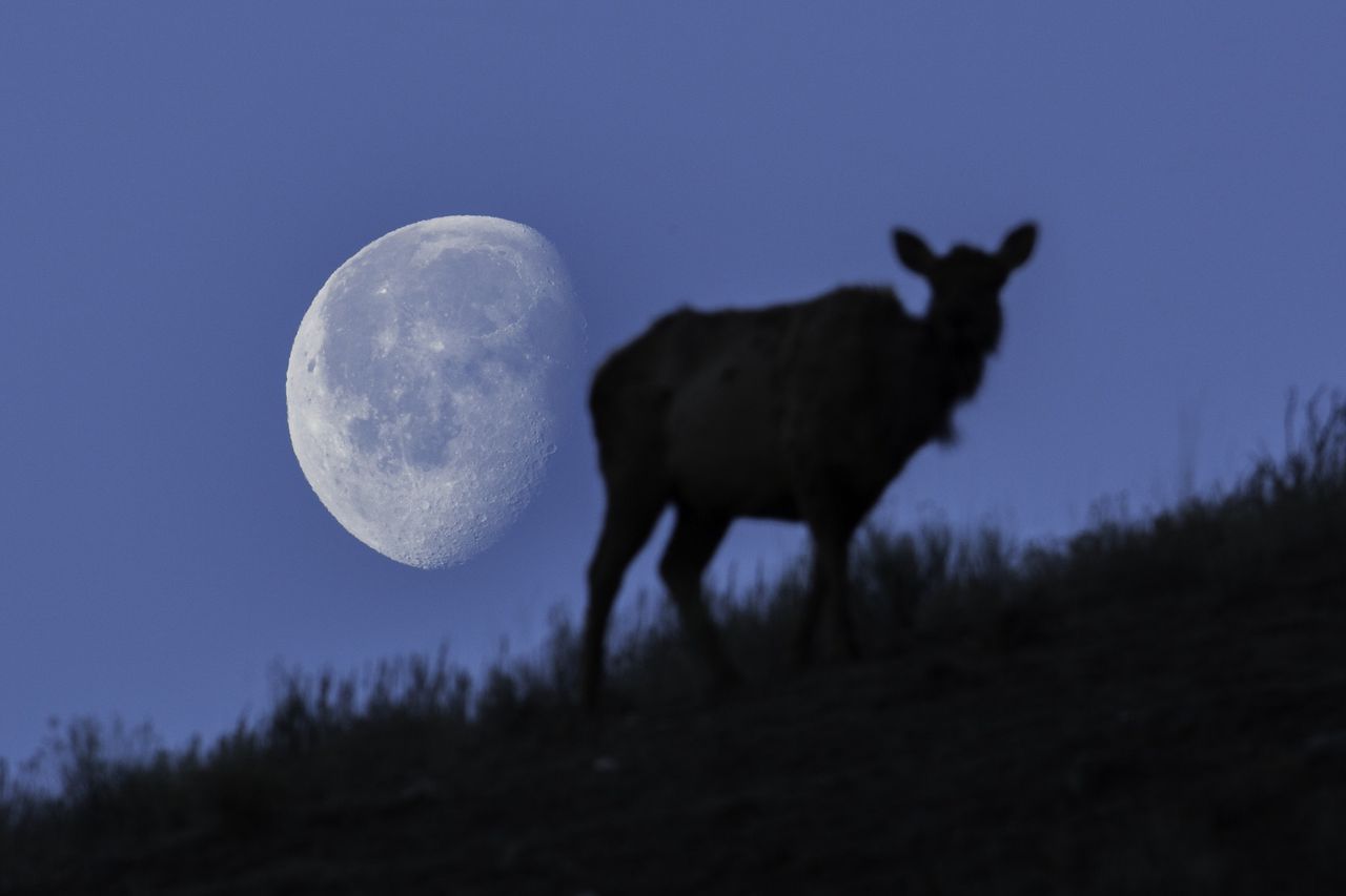 July Full Moon - Buck Moon