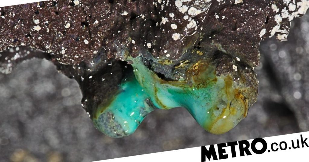Mysterious life forms were discovered in Hawaii's lava caves centuries ago
