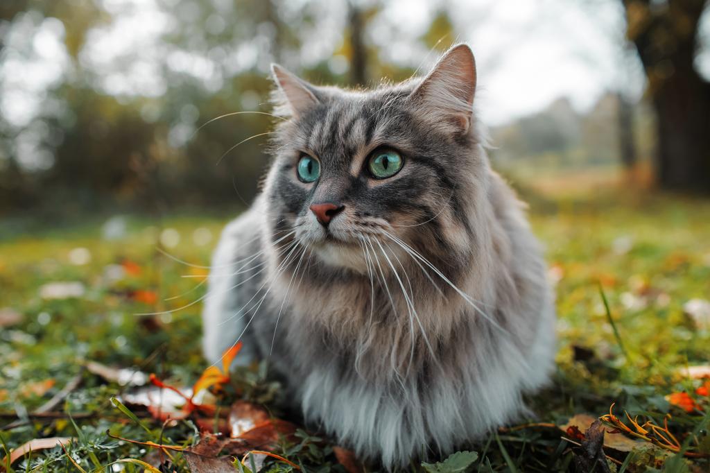 Cats have been classified as an "invasive alien species" by the Scientific Institute