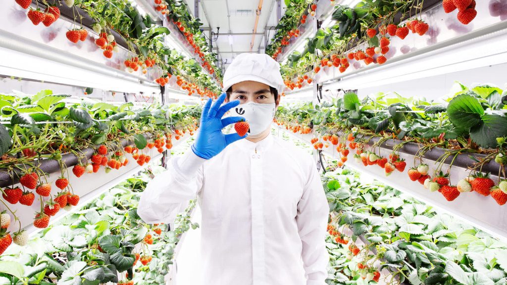 How Oishii Vertical Farms grow strawberries that sell for $20 a box