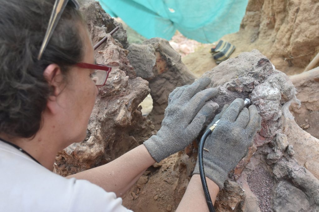 The researchers will preserve and document the fossils, and continue excavation work at the site next year. 