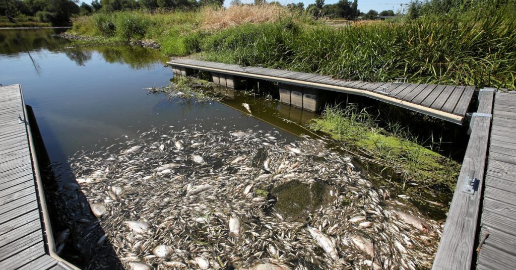 Germany and Poland search for the cause of mass fish deaths in the Oder River
