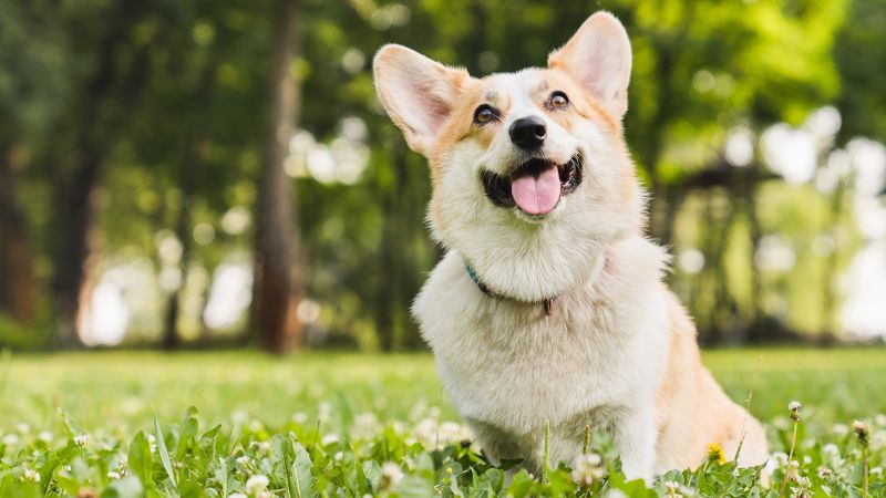 Research shows that dogs tear up when reunited with their owners