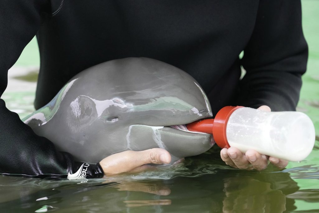 Sick dolphin calf gets better with tube-fed milk, helping hands