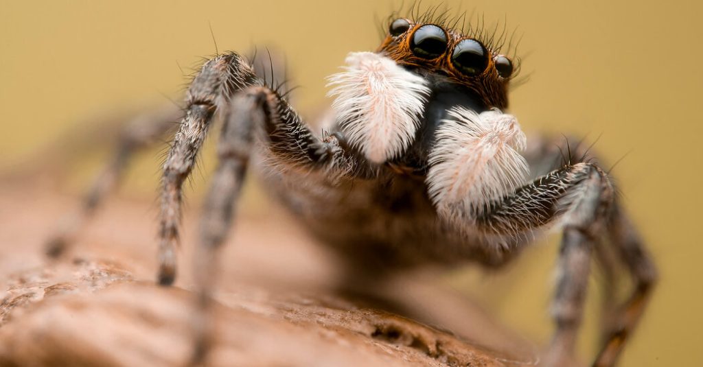Spiders are caught in a global web of misinformation