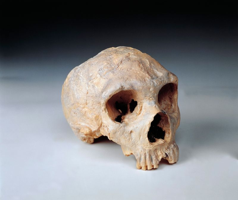 Differences revealed in human and Neanderthal brains