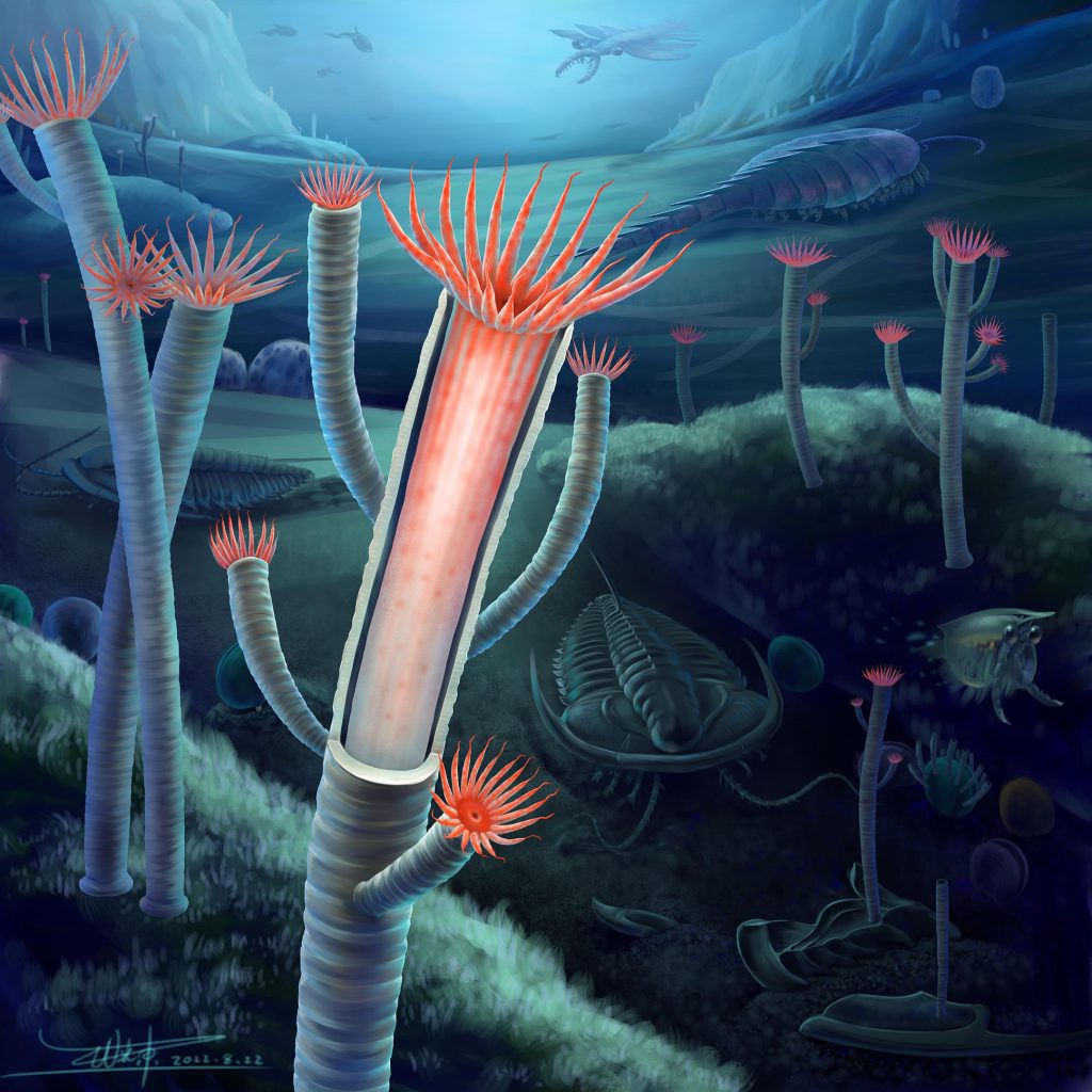 500 million years old fossils solve a centuries-old mystery in the evolution of life on Earth
