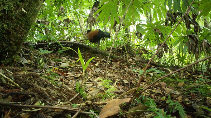 A long-lost pigeon species 'rediscovered' in Papua New Guinea