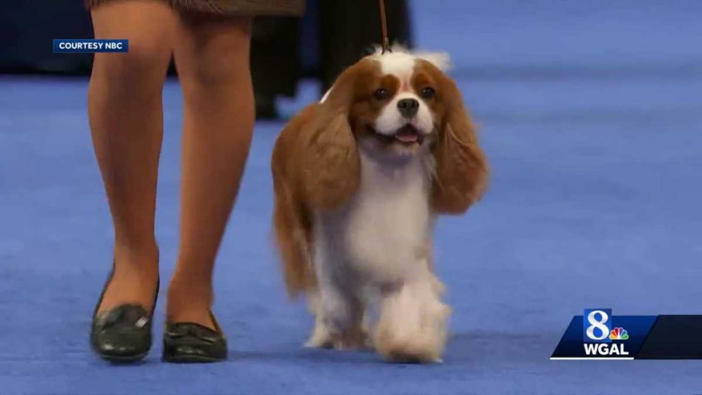 The local dog handler entered the National Thanksgiving Dog Show