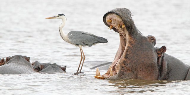 Jean-Jacques Alcalai "Misleading African perspectives 2" The photo won the Spectrum Photo Creatures of The Air award from the 2022 Comedy Wildlife Photography Awards. The photo shows a hippopotamus opening its mouth behind a South African heron.