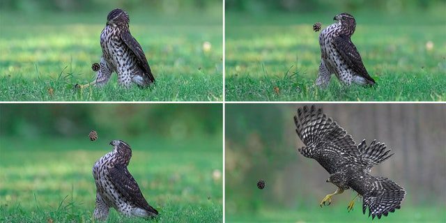 Jia Chen "Football dream" The photo series won the Amazing Internet Portfolio award from the Comedy Wildlife Photography Awards 2022. The photo series shows Cooper's Hawk kicking a pinecone in Ontario, Canada.