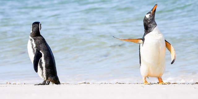 Jennifer Hadley "Talk to the flapper!" The image was awarded an Affinity Photo 2 People's Choice Award at the 2022 Comedy Wildlife Photography Awards. The image shows a Gentoo penguin apparently ignoring another penguin with its soaring flipper in the Falkland Islands.