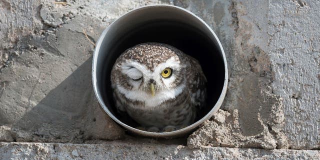 Arshdeep Singh "Intensive care boy!" The image won a Junior Award from the Comedy Wildlife Photography Awards 2022. The image shows a spotted owl winking from a pipe nest in Bikaner, India.